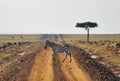 Africa Kenya, zebra, Masai Mara animal, road, tree, national park , crossing , Royalty Free Stock Photo