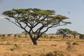 Africa landscape 027 serengeti Royalty Free Stock Photo