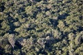 Africa- Large Format Full Frame Overview of Dense Wild Forest