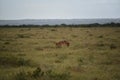 Africa- Large Format Uncropped View of a Wild Black-backed Jackal in the Wilderness Royalty Free Stock Photo