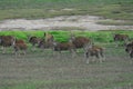 Africa- A Large Herd of Wild Eland Antelope in Dried Wetlands of South Africa Royalty Free Stock Photo