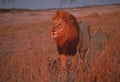 Africa-Lion Royalty Free Stock Photo