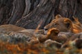 Africa lion, male. Botswana wildlife. Lion, fire burned destroyed savannah. Animal in fire burnt place, lion lying in the black Royalty Free Stock Photo