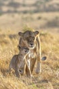 Africa Lions Love Care Mothers Love Royalty Free Stock Photo