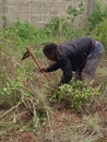 Africa local farmer at work