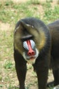 Africa mandril