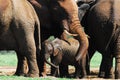 Africa- A Mother Elephant Protecting Her Calf With Her Trunk