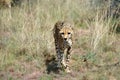 Africa. Namibia. Cheetah Royalty Free Stock Photo