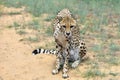 Africa. Namibia. Cheetah Royalty Free Stock Photo