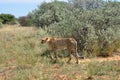 Africa. Namibia. Cheetah Royalty Free Stock Photo