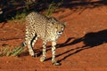 Africa. Namibia. Cheetah Royalty Free Stock Photo