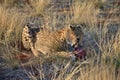 Africa. Namibia. Cheetah Royalty Free Stock Photo