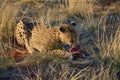 Africa. Namibia. Cheetah Royalty Free Stock Photo