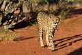 Africa. Namibia. Cheetah Royalty Free Stock Photo