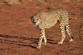 Africa. Namibia. Cheetah Royalty Free Stock Photo