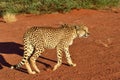 Africa. Namibia. Cheetah Royalty Free Stock Photo