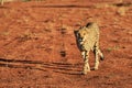 Africa. Namibia. Cheetah Royalty Free Stock Photo