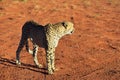 Africa. Namibia. Cheetah Royalty Free Stock Photo