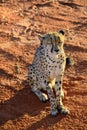 Africa. Namibia. Cheetah Royalty Free Stock Photo