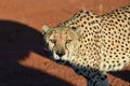 Africa. Namibia. Cheetah Royalty Free Stock Photo