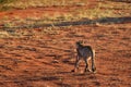 Africa. Namibia. Cheetah Royalty Free Stock Photo