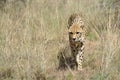 Africa. Namibia. Cheetah Royalty Free Stock Photo