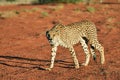 Africa. Namibia. Kalahari. Cheetah Royalty Free Stock Photo