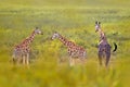Africa nature. Big herd with blue sky with clouds. Giraffe and morning sunrise. Green vegetation with animal portrait. Wildlife Royalty Free Stock Photo