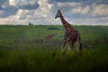 Africa nature. Big herd with blue sky with clouds. Giraffe and morning sunrise. Green vegetation with animal portrait. Wildlife Royalty Free Stock Photo