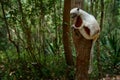 Africa nature. Coquerel's sifaka, Propithecus coquereli, Ankarafantsika NP. Monkey in habitat. Wild