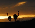 Africa- Ostriches in a Safari Sunrise of South Africa Royalty Free Stock Photo