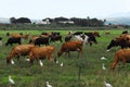 Africa- Panorama of a Herd of Cattle Grazing Among Cattle Egrets