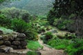 Africa- Panorama of Trail, Lush Plants and Trees in the Kirstenbosch Botanical Gardens