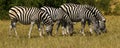 Beautiful Waterbucks and Burchell`s Zebra on the African Plains Royalty Free Stock Photo