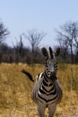 Beautiful Burchell`s Zebra on the African Plains Royalty Free Stock Photo