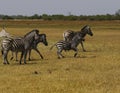 Beautiful Burchell`s Zebra on the African Plains Royalty Free Stock Photo