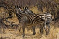 Beautiful Burchell`s Zebra on the African Plains Royalty Free Stock Photo