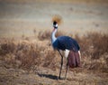 Africa Royal crane Royalty Free Stock Photo
