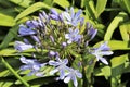 Agapanthus or Africa`s blue lily Royalty Free Stock Photo