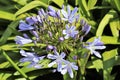 Agapanthus or Africa`s blue lily Royalty Free Stock Photo