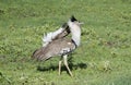 Africa`s Largest Flying Bird the Kori Bustard Ardeotis kori Royalty Free Stock Photo