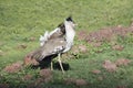 Africa`s Largest Flying Bird the Kori Bustard Ardeotis kori Royalty Free Stock Photo