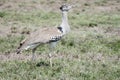 Africa`s Largest Flying Bird the Kori Bustard Ardeotis kori Royalty Free Stock Photo