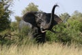 Elephant angry trumpet Royalty Free Stock Photo