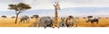Africa Safari Animals Over Web Banner Royalty Free Stock Photo