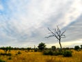 Africa Safari