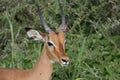 Africa, serengeti close-up impale