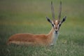 Africa Serengeti Impale close-up