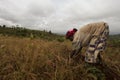 Africa, South Ethiopia, Konso village. unidentify Konso woman working on field