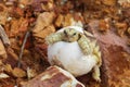 Africa spurred tortoise being born,baby tortoise hatching